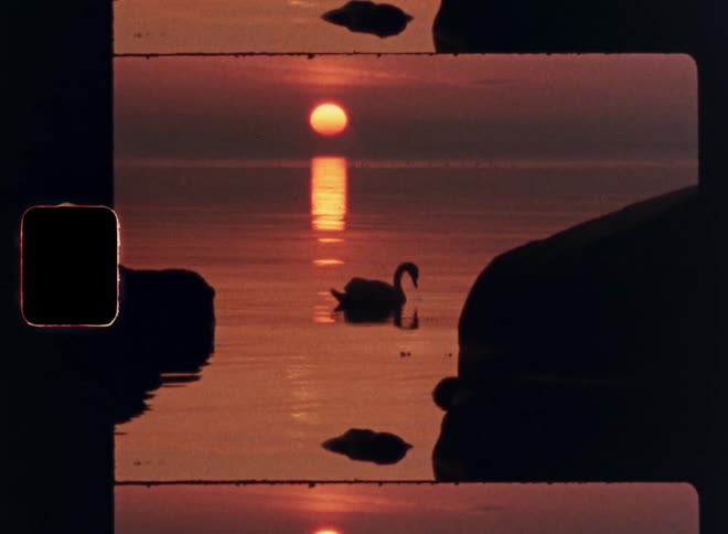 Swan swims between rocks during sunset reflected on the water
