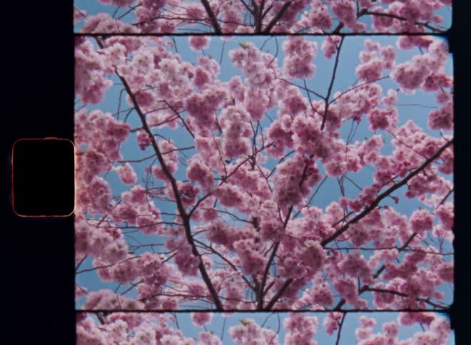 A stunning and beautiful tree full of pink blossoms or blooming flowers reaches across a blue sky framed in retro super 8 or S8 film scan footage with 18fps
