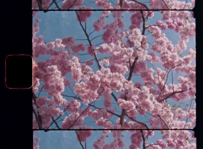Looking up into the treetop or crown of a blooming pink cherry blossom tree blowing in the wind against blue sky background with upward camera movement and analog film burn