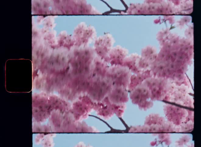 A blooming pink cherry blossom branch stretches across a clear blue sky in daylight in front of a blue sky with beautiful beauty vibes and a nostalgic retro feeling due to the Super 8mm film format