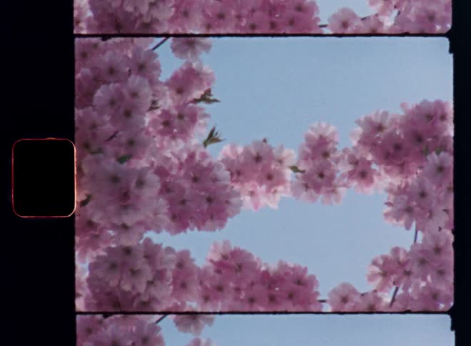 Many pink cherry blossoms move in the wind or breeze as the sun shines from the rear in front of a vibrant and clear blue sky captured on vintage film footage with a nostalgic hipster vibe