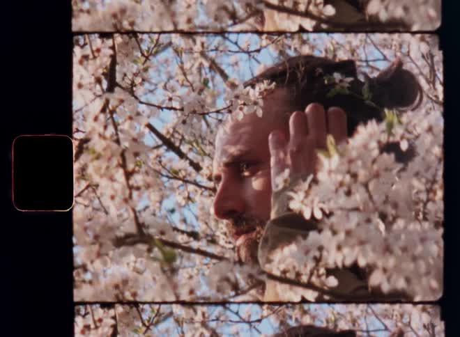 A bearded male with long brown hair gazes through blooming white blossoms captured in vintage film style as he contemplates while looking into the warm sunlight on sunny spring day with bright blue sky