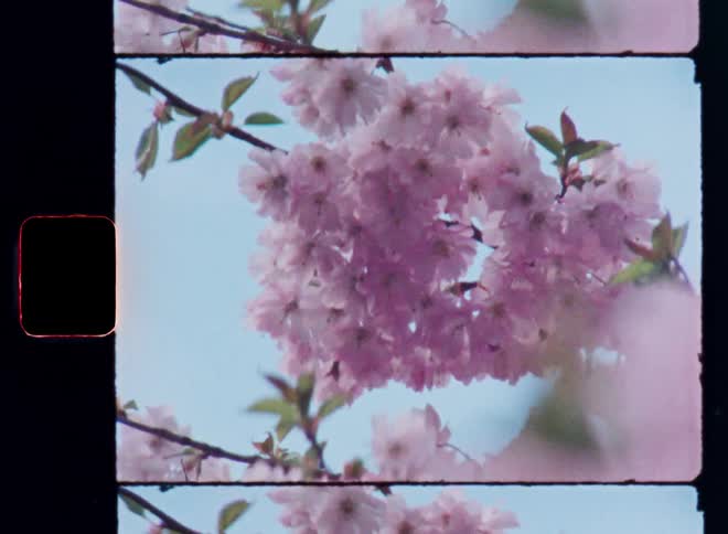 Closeup of a pink cherry blossom in front of light blue sky filmed with an old Super 8mm film camera with nostalgic vibe and retro feeling