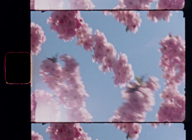A tree branch filled with beautiful soft pink cherry blossoms stretches across a clear blue sky captured in vintage film style with glare and lens flare as symbol for the warm spring season