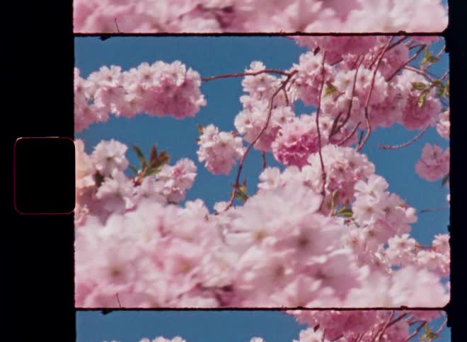 Analogue Super 8 film scan footage revealing pink flowers on the branches of a blossoming cherry tree that sway in the breeze while the warm evening sun shines onto the beautiful plant