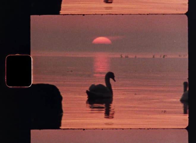 Swans float peacefully on a lake at sunset