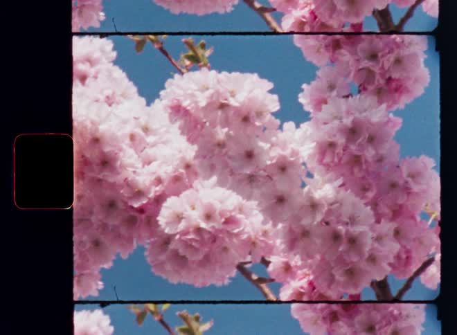 Beautiful blooming pink cherry blossom tree on blue sky background as the sun shines and warms the fresh crisp air on a mild spring morning in March or April