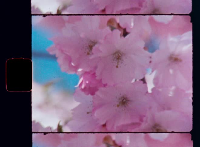 Super 8 mm macro shot of honey bee pollinating pink flowers of a cherry blossom tree while the warm spring sun shines and the clear blue sky create a vibrant contrast