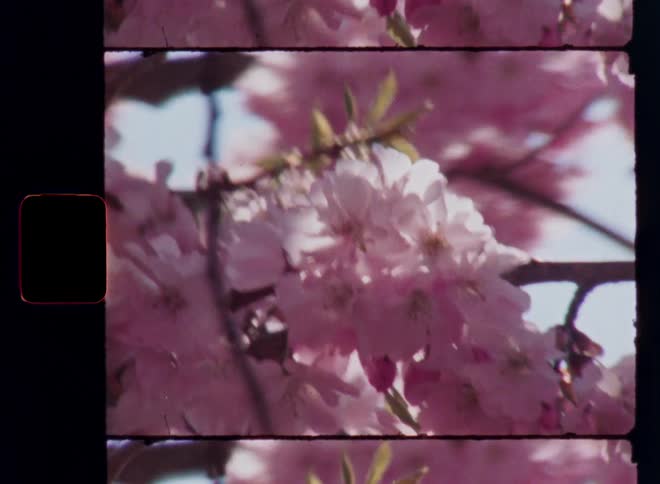 The sun shines onto a cluster of pink cherry blossoms on moving tree branches that sway in the breeze as the bright light causes lens flare in vintage or retro film camera