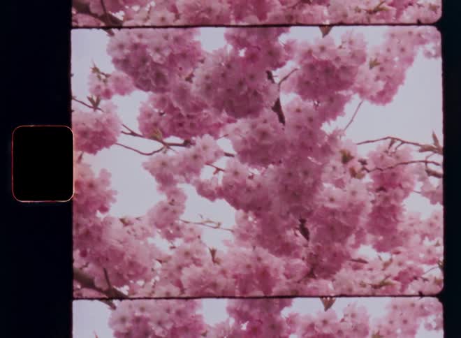 The branches of a bush plant or cherry tree are covered in bright pink blossoms while swaying with smooth motion in the breeze on an overcast day with soft light captured on vintage 8mm film