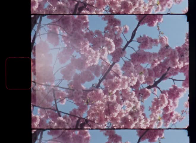 Branches covered in blossoms move or sway in the wind or breeze with a pleasing dynamic as the pink flowers are illuminated by the bright sun light on a sunny spring season day