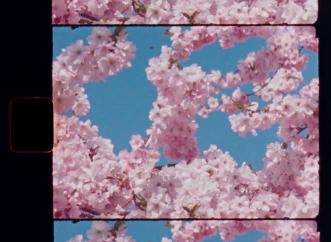 Stunning cherry blossoms burst across the frame in soft pink hues against a clear blue sky with a vintage Super-8 film border due to the all-over film scan