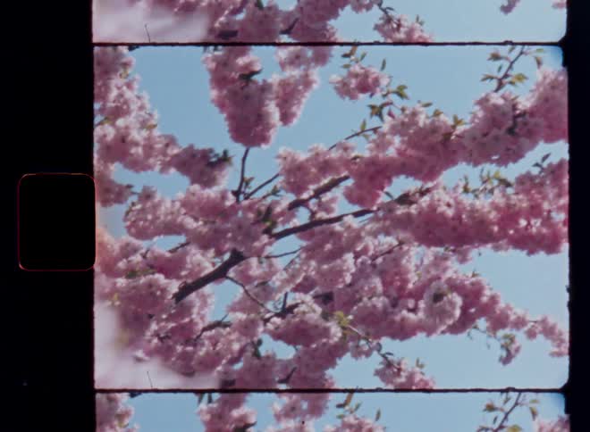 Beautiful blooming pink cherry blossom tree blowing in the wind as the breeze makes it move on a sunny day with clear blue sky and warm light hitting the plant while nature awakens and spring begins after the winter