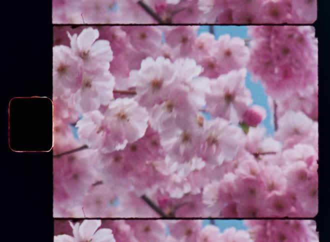 Super 8mm close up film footage of white and pinkish cherry blossoms on a branch of a blooming tree in spring time as the sun shines with a clear blue sky and vibrant colors with lots of contrast