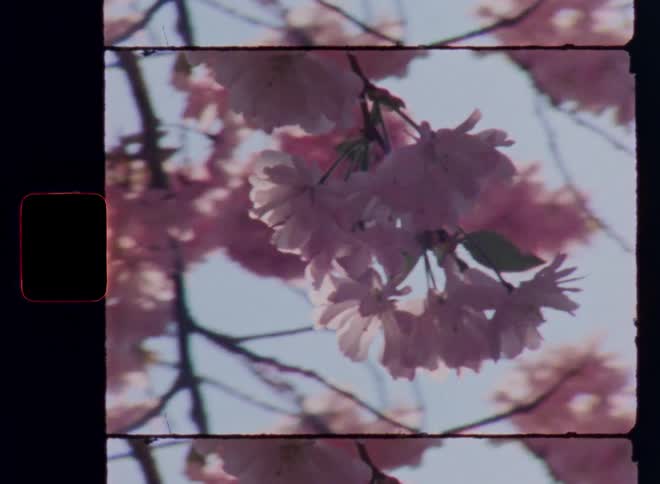 Pink blossoms hang from branches of a blooming cherry tree covered in pink flowers backlit by the sun shining from the rear as the bright light shines into the vintage camera lens causing lens flare