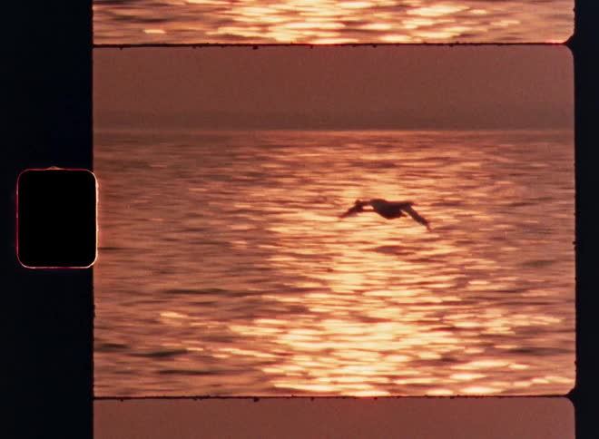 A couple geese fly over the water at sunset