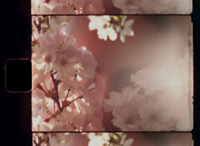 A woman’s seductive brown eyes peek through cherry blossoms as soft sunlight creates a dreamy vintage effect while the young brunette girl looks straight at the retro super 8 film camera