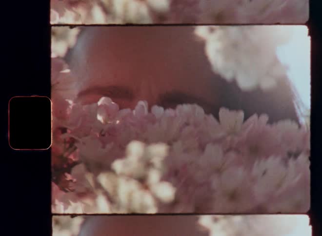Pretty brunette woman with brown eyes holds branches with blossoming flowers in front of her face and covers her eyes while her head is partially obscured by pink petals in the spring sunshine