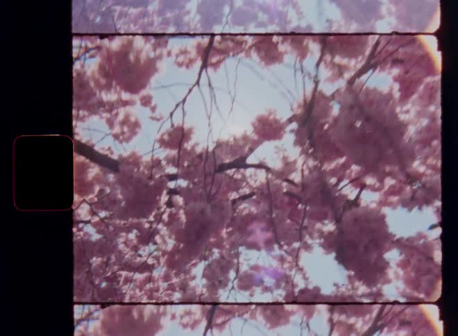 Dynamic hand-held super 8mm POV shot of walking underneath blossoming cherry tree with pink flowers looking up into the clear blue sky through branches covered in petals as bright sun causes vintage lens flares