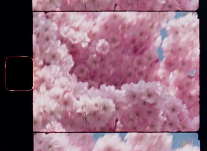 A large cluster of light pink blossoms gently sways in the breeze against a clear blue sky all framed by dark film borders of the iconic Super 8mm vintage format with a nostalgic vibe