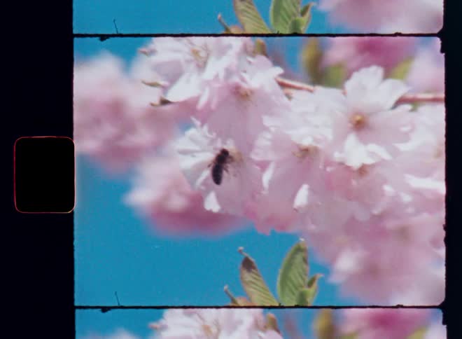 Wild honey bee collects pollen from pink cherry blossoms on a branch as symbol for the beauty of mother nature and high bio diversity in a healthy eco system with vibrant blue sky