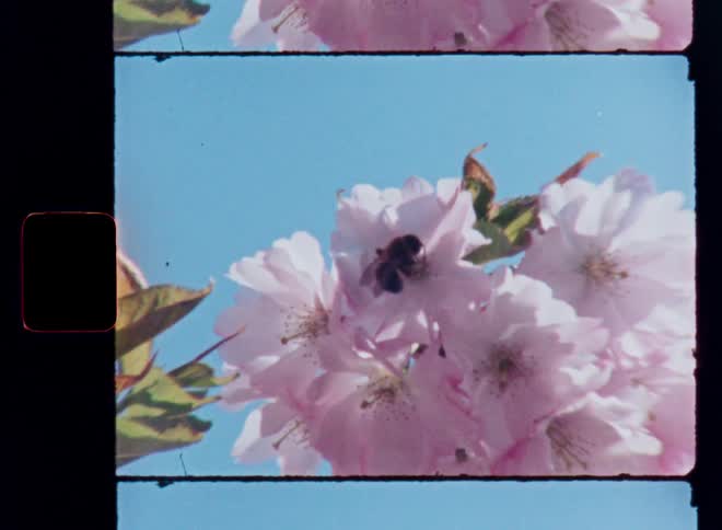 Honey bee pollinating on pink cherry blossoms in front of vibrant blue sky with beautiful sunny weather with a vintage Super 8mm film vibe and aesthetic