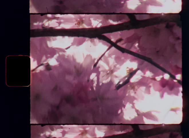 Super 8mm macro close up of the beautiful pink cherry flowers on a tree branch backlit by the bright sun shining through the colorful and vibrant petals causing a lens flare in the vintage double 8mm film camera