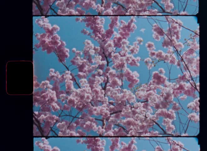 Wonderful pink blossoms or flowers on branches of a springtime cherry tree sway or move in the breeze in front of vibrant blue sky on a sunny springtime day