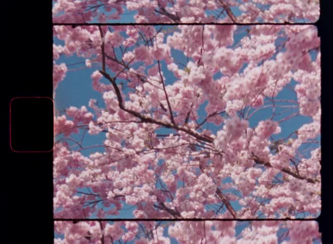 Hand held Super-8mm film footage with dynamic camera movement of pink flowers on a flowering plant or blossoming cherry tree outdoors during daytime with bright blue sky and warm sunshine