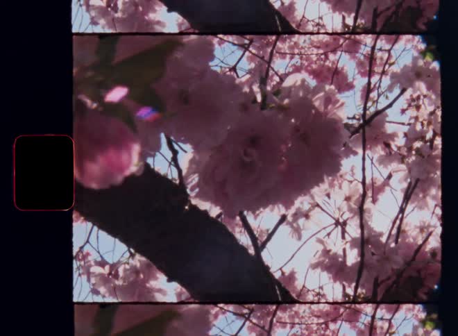 Vintage Super 8mm film close up shot from the 1970s or 80s of pink flowers on a plant branch outdoors during daytime as the sun shines onto the cherry tree in front of a blue sky