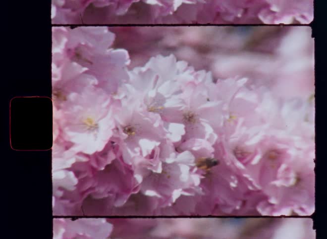 Super 8 macro film footage of a honey bee flying around and landing on pink and white flowers of a blooming cherry tree landing to collect pollen and nectar symbolizing the beginning of warm summer season