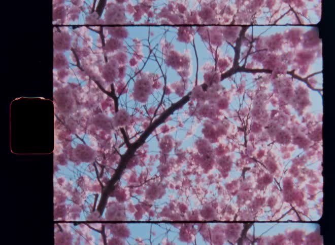 Super 8mm film shot with tilting upwards camera movement looking into the crown or treetop of a cherry tree with blossoming branches covered in abundance of pink flowers under a clear blue sky