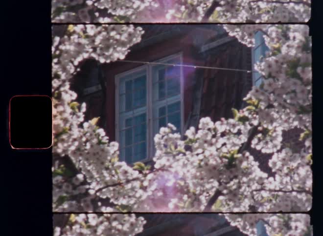 A window of an old building with white window frames can be seen through the branches of a blossoming cherry tree covers in white flowers in bright daylight as the warm spring sun shines into the garden of the house