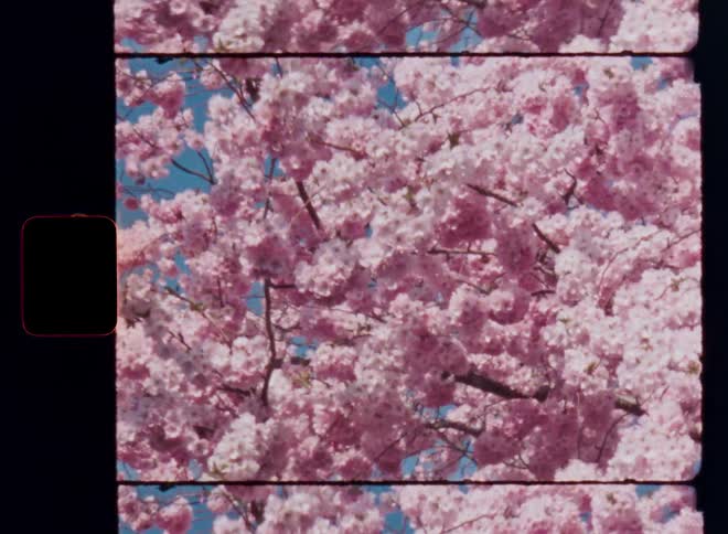 The archival pov film footage shows a closeup of a cherry blossom tree in full bloom with pink petals covering the branches while walking underneath the tree looking up towards the blue sky