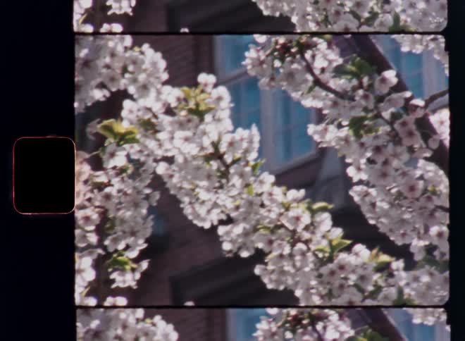 Honey bees pollinating the blossoming flowers of a cherry tree standing in the garden of a beautiful old building or house with white window frames in the background