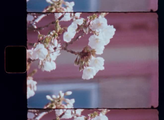 Vintage Super 8mm footage close up of blooming white cherry blossom tree growing in the streets of a small village back in the days