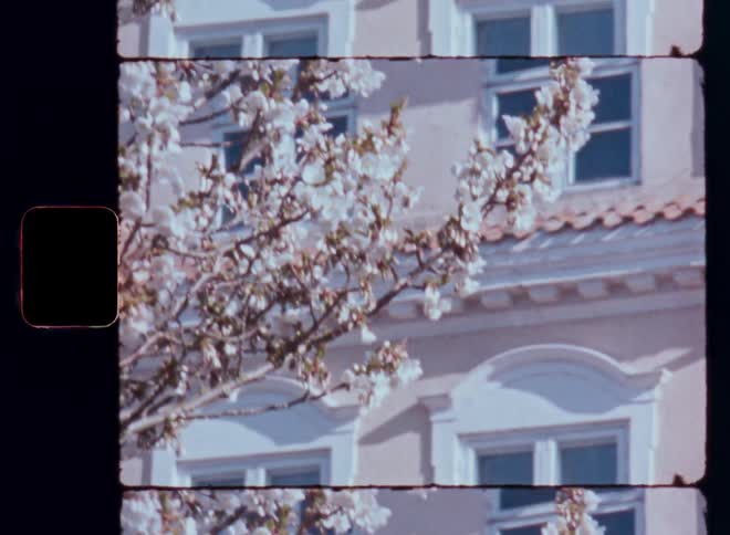 White blossoms on a tree in the garden outside an old villa with large windows and white window frames on a sunny day with vintage film look