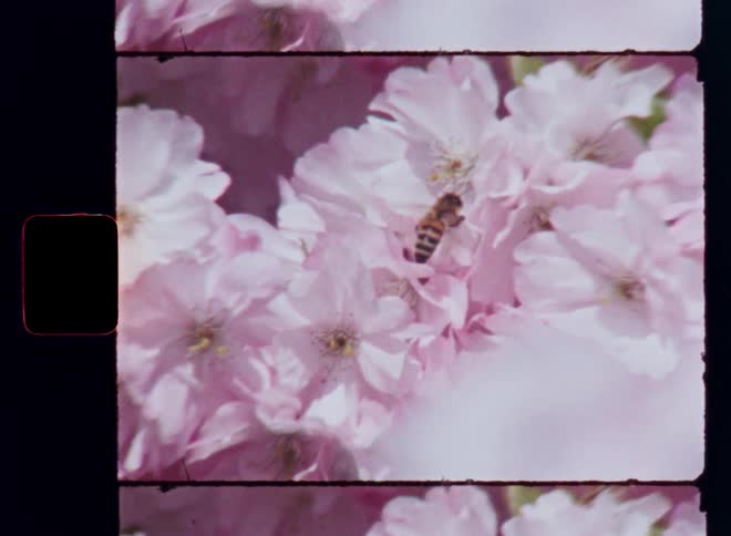 A bee nestles into soft pink cherry blossoms flying from flower to flower on a branch of a blossoming cherry tree swaying in the breeze in a dreamy vintagestyle film frame