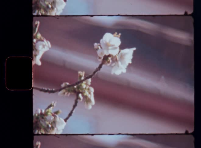 A vintage film frame captures delicate white blossoms against a softly blurred sunlit background consisting of the facade of an old building or villa with large white window frames on vintage Super 8mm film