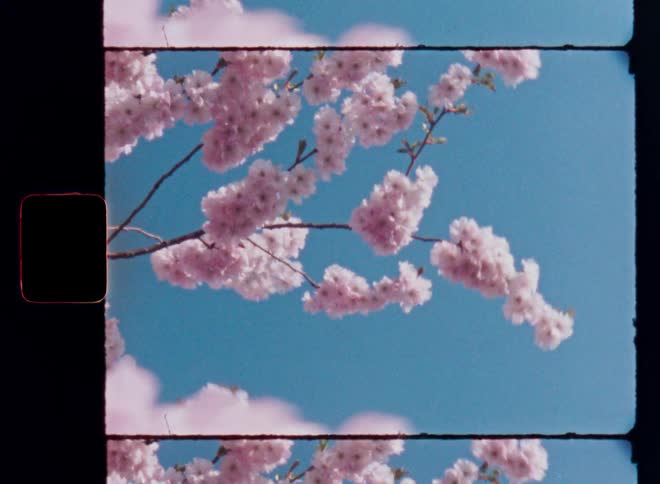 Pink petals on branches move in the wind or breeze against the bright blue sky creating a strong contrast symbolizing the beauty of mother nature