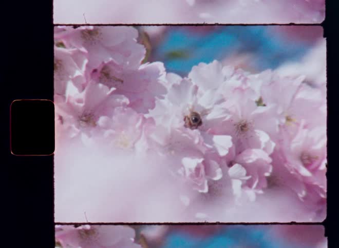 A wild bee hovers around flowers before it lands to collect the pollen of the cherry blossom in order to produce honey while the branches sway in the wind in front of blue sky
