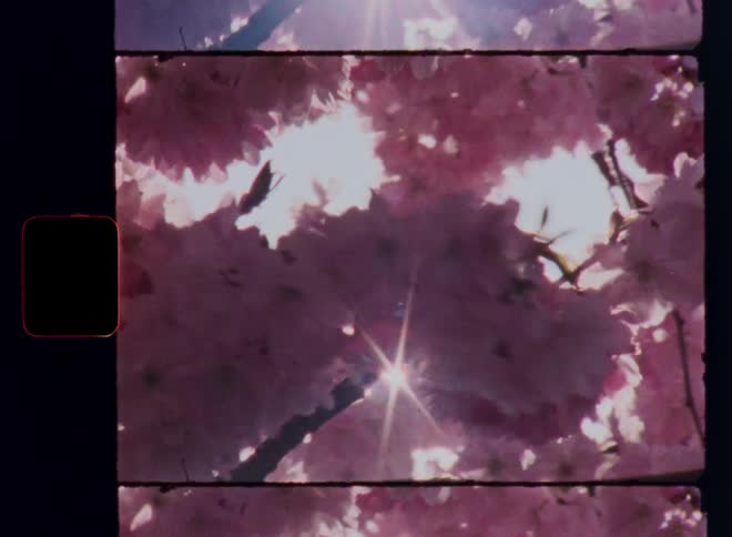 The bright sunshine of a sunny spring time day breaks through the ink petals of the flowers of a blossoming cherry tree causing glares and lens flares as the colorful leaves move in the breeze