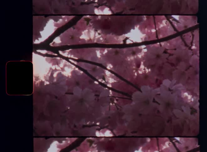 Bright sunlight shining through pink flowers on tree branches covered in beautiful blossom creating contrast and lens flares on vintage Super 8mm film footage