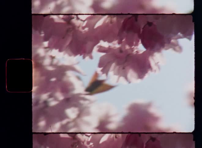 The pink cherry blossom tree moves in the wind or sways in the breeze as the flowers are backlit by the bright sunshine on a warm spring day in Denmark