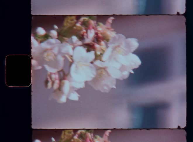 A small sprig or twig of flowers covers the branches of a blossoming tree in front of a building with windows and white window frames in the background