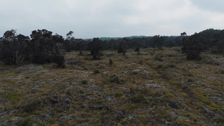 Wide shot of rocky grassland with dense trees under overcast sky
