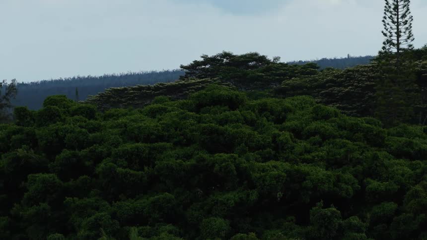 The mountains are covered with thick trees