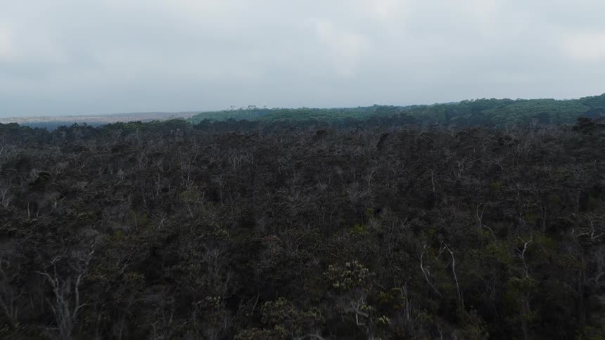A vast expanse of dark leafless forest stretches beneath an overcast sky with distant green hills on the horizon