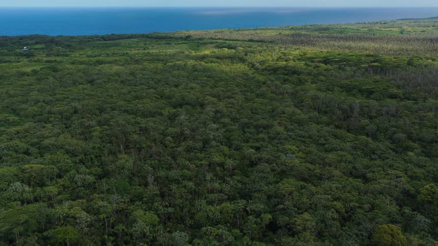 The camera slowly pulls up from a dense green forest revealing a wide ocean in the distance under a bright blue sky with scattered clouds