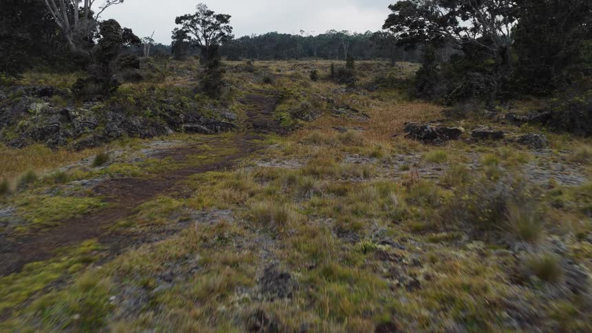 Aerial view of a rugged grassy terrain scattered with dark volcanic rocks and surrounded by dense forest under an overcast sky